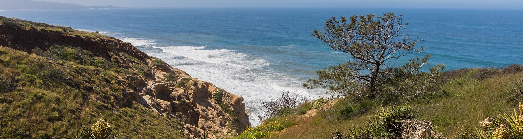 San Diego Wild Flowers